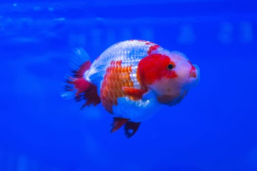 The goldfish in the cabinet on blue background.