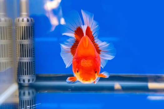 The goldfish in the cabinet on blue background.