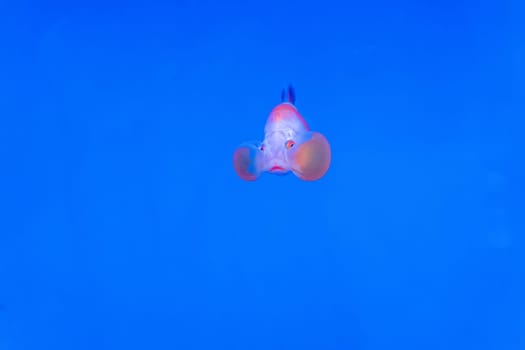 The goldfish in the cabinet on blue background.