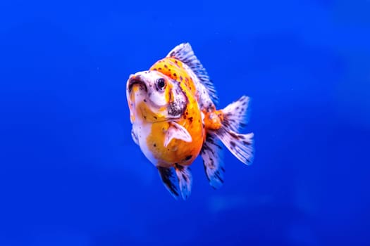 The goldfish in the cabinet on blue background.