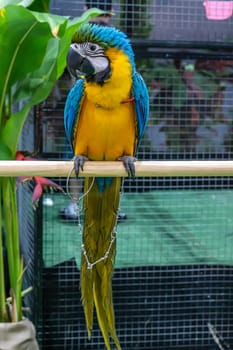 Macaw perched on a branch. Bird is a popular pet in Thailand.