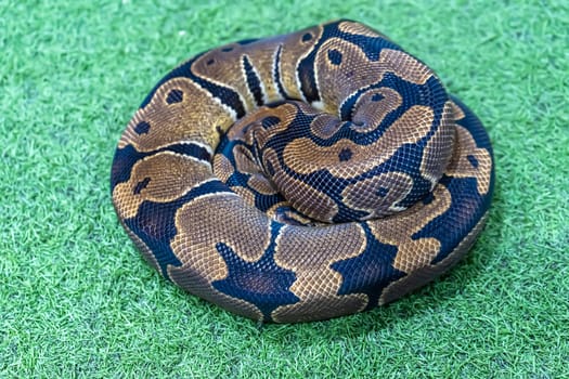 Ball python is a popular pet in Thailand.