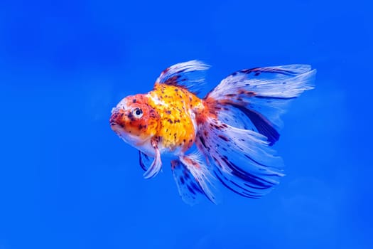 The goldfish in the cabinet on blue background.