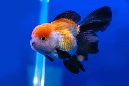 The goldfish in the cabinet on blue background.