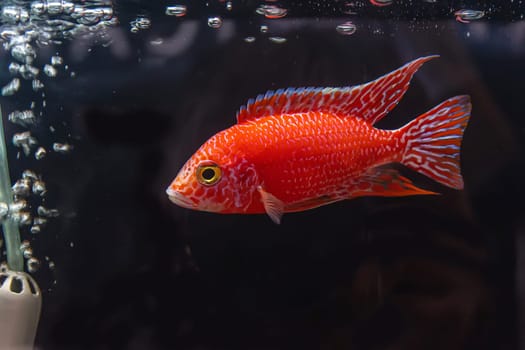 The cichlidae in the cabinet.