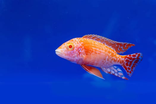 The cichlidae in the cabinet on blue background.