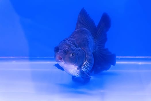 The goldfish in the cabinet on blue background.
