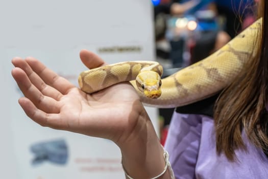 Ball python is a popular pet in Thailand.