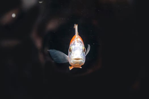 The cichlidae in the cabinet.