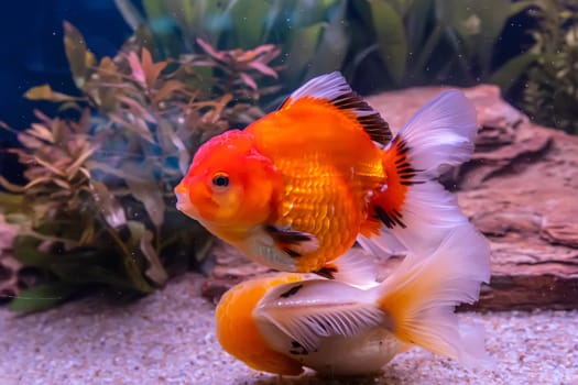 The goldfish in the cabinet on nature background.