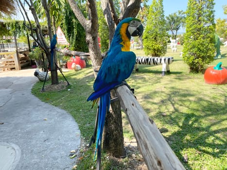 Macaw perched on a branch. Bird is a popular pet in Thailand.