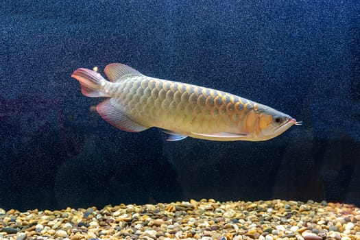 The arowana fish in the cabinet. It is a charming fish.