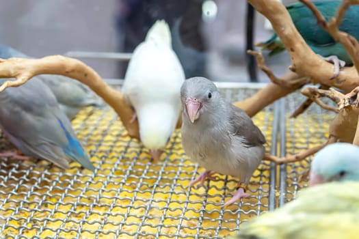 Parrots are posing to take the picture. Bird is a popular pet in Thailand.