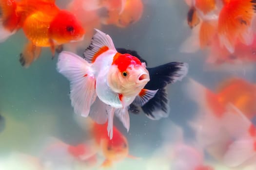 The goldfish in the cabinet.