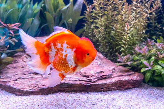 The goldfish in the cabinet on nature background.