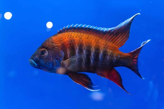 The cichlidae in the cabinet on blue background.