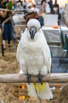 Parrots are posing to take the picture. Bird is a popular pet in Thailand.