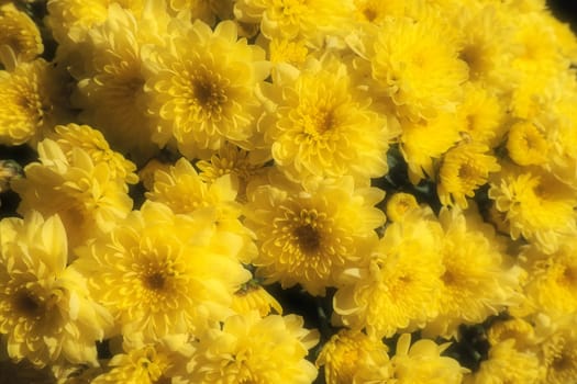 Chrysanthemums of yellow color in a beautiful bouquet. Close-up. Greeting card for wedding or birthday. Autumn flowers from the family Asteraceae or Dendranthema. Blurred soft focus. Flower texture.