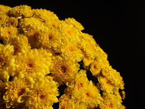 Chrysanthemums of yellow color in a beautiful bouquet. Close-up flower texture. Greeting card for wedding or birthday. Autumn flowers from the family Asteraceae or Dendranthema.
