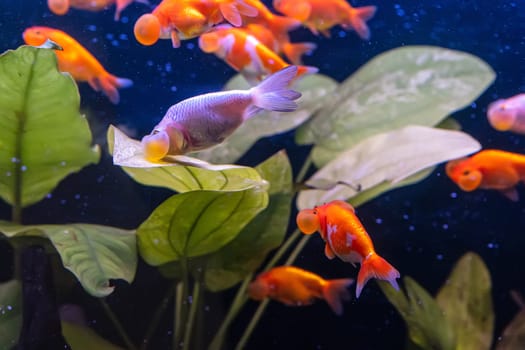 The goldfish in the cabinet on nature background.