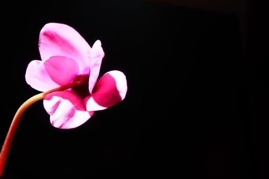 Cyclamen, or Alpine violet, is a genus of plants in the subfamily Myrsinoideae of the family Primulaceae. Pink cyclamen on a black background. Copy space. Postcard, invitation or congratulation