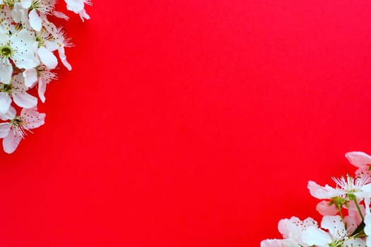 White flowers of bird cherry on a red background. Copy space for text. Bright card for the holiday or invitation. Spring time