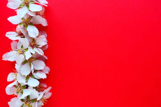 White flowers of bird cherry on a red background. Copy space for text. Bright card for the holiday or invitation. Spring time