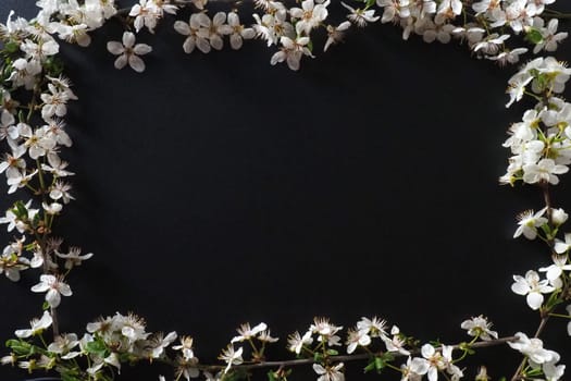 Frame made of white flowers on black background. Top view floral composition. Flat lay arrangement. Spring background concept background decorate by bird cherry bud blossom. Postcard with copy space