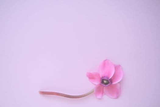 Cyclamen flower from below on pink purple background with blurred tender focus. One flower with five petals, Stem without leaves. Copy space. Foggy effect. Beautiful exquisite cyclamen flower postcard