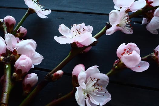 Twigs with pink blossoms of apple or peach tree on black boards. Delicate inflorescences in the counterlight. Soft focus, fogginess. The theme of spring, holiday, spa, female beauty, home interior.