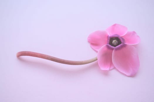 Cyclamen flower from below on pink purple background with blurred tender focus. One flower with five petals, Stem without leaves. Copy space. Foggy effect. Beautiful exquisite cyclamen flower postcard