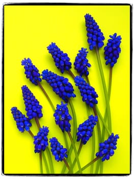 Blue spring flowers on a yellow background. Frame postcard. Muscari armeniacum on a yellow background. Bright postcard, congratulations. Copy space still life flat lay. Armenian grape hyacinth