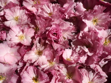 Pink flowers cherry sakura background. Flower wall. Soft selective focus. Holiday postcard. Pink petals and yellow stamens. Beautiful background. Petal art. Spring cherry blossom. Prunus serrulata