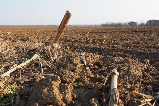 Arable field ready for spring agricultural work. Plowed black earth. Cornmeal on the ground. Fertile soil for planting. Fertilizers are the key to a good harvest. Agricultural work.