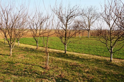 Fruit trees planted in a row on a farm. Serbia, early spring agricultural work. Apple plum orchard with whitewashed trunks. Furrows on the ground. Fields for various agricultural crops. Farming