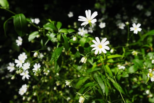 Starflower Stellaria is a genus of flowering plants in the Carnation family. Wood louse plant. White flowers in the forest. Fruska Gora, Serbia. beautiful wild