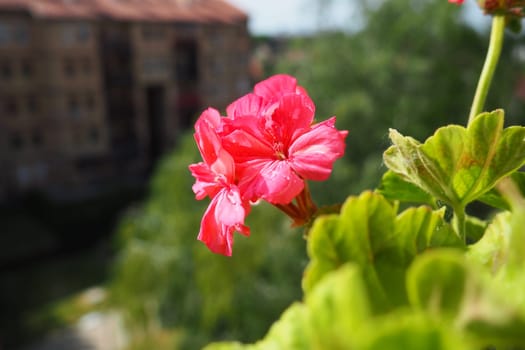 pink zonal geraniums on the windowsill. Pelargonium peltatum is a species of pelargonium known by the common names Pelargonium grandiflorum. Cranesbill or crane's-bill. Green leaves