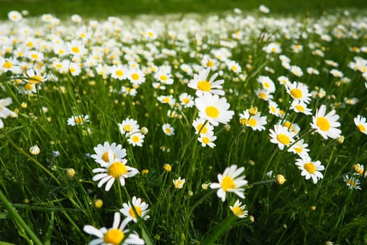 Daisies grow in the field. Matricaria chamomilla as a medicinal, cosmetic and aromatic agent. A field of beautiful daisies. Meadow wild white and yellow flower. Agricultural field overgrown with weeds