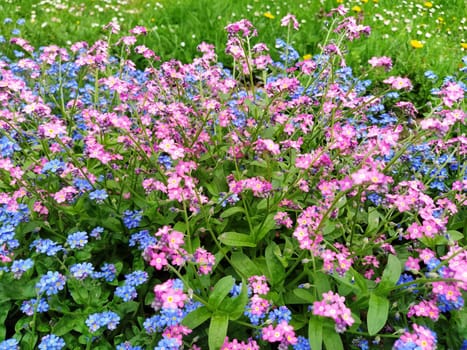 Forget-me-nots. Myosotis flowering blue pink plants in the family Boraginaceae. Forget-me-nots or scorpion grasses. Myosotis alpestris flowers for decorating lawns and flower beds. Garden landscape
