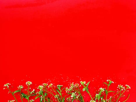 Flowers of shepherds purse on a red background. Copy space for text. Card for the holiday. Red backdrop. White shepherds purse Capsella bursa-pastoris, plant of the mustard family Brassicaceae.