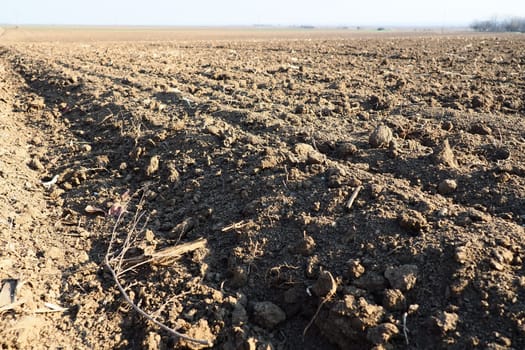 Arable field ready for spring agricultural work. Furrows from the passage of a tractor or combine. Cornmeal on the ground. Fertile soil for planting. Fertilizers are the key to a good harvest