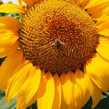 The Helianthus sunflower is a genus of plants in the Asteraceae family. Annual sunflower and tuberous sunflower. Agricultural field. Blooming bud with yellow petals. Furry leaves One big flower. A bee