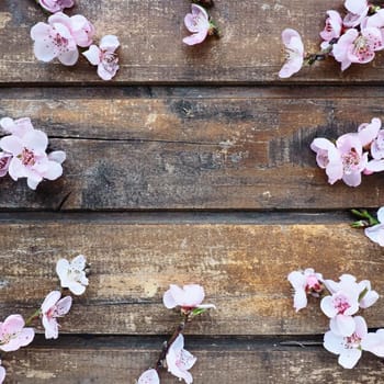 Pink flowers of apple tree or peach tree on wooden boards. Delicate inflorescences arranged in circle. Soft focus. Theme of spring, holiday, spa, beauty, home interior. Copy space flat lay. Still life