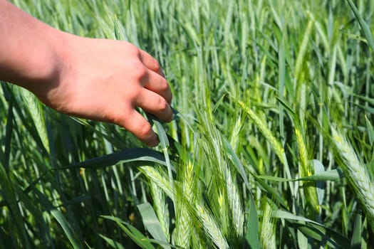 Human hand on the background of a wheat field. Hand of a boy touching young cereal plants. Protecting plants from pests and increasing yields. Agriculture and the problem of hunger. People agronomy