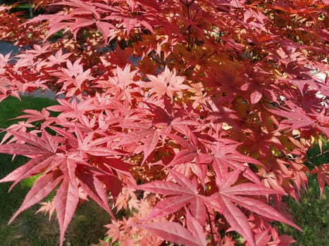 Maple palmate, or Maple palmate Acer palmatum. A species of trees of the Acer Maple genus of the Sapindaceae family Naturally grows in Japan, Korea and China. A tree with red narrow leaves.
