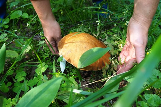 Boletus, aspen, redhead, a species of mushrooms of the genus Leccinum Obabok Leccinum. An orange red brown hat and blue-colored mushroom pulp on the cut. Thick stem and dense flesh of the cap. Hands