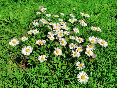 Daisy or ox-eye daisy, Bellis is a genus of perennial plants from the Asteraceae family. Small herbaceous plants, Daisy perennial Bellis perennis. Green meadow or lawn