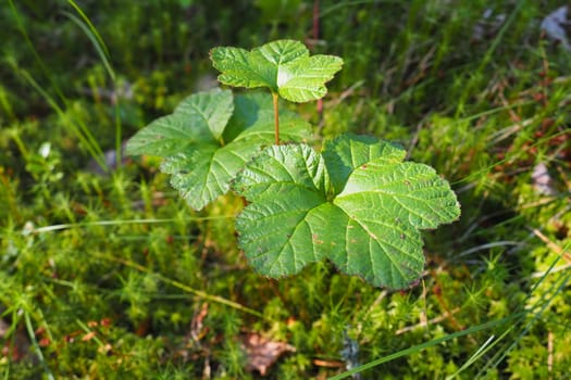 Cloudberry Rubus chamaemorus is a species of perennial herbaceous plants of the Rubus genus of the Rosaceae family. Green leaves in the swamp. Cloudberries, mosses and lichens.