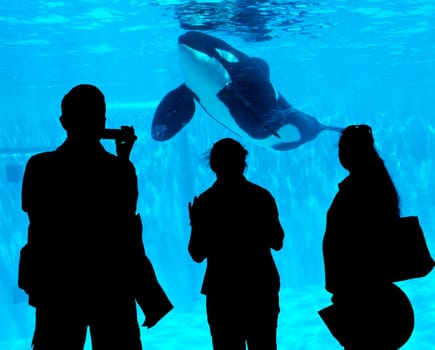 Killer whale shamu in seaworld of California.