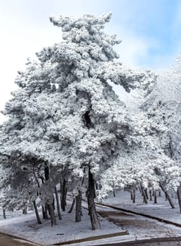 Snow covered blue spruce trees.